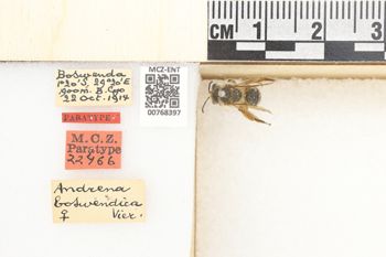 Media type: image;   Entomology 768397 Aspect: Labels